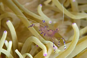 Angus: Sarasvati Anemone Shrimp amongst Anemone tentacles