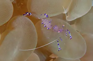 Bladder: Sarasvati Anemone Shrimp in Bubble Coral (Plerogyra