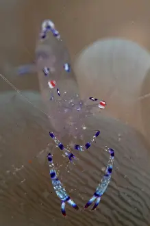 Bladder: Sarasvati Anemone Shrimp - on Bubble Coral (Plerogyra