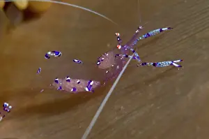 Claw: Sarasvati Anemone Shrimp - with eggs on Anemone