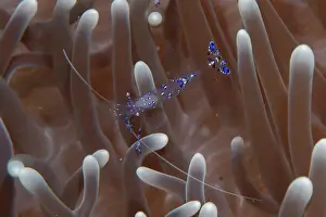 Magnifica: Sarasvati Anemone Shrimp - in Magnificent Sea Anemone