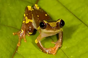 Treefrog: Sarayacu Tree Frog (Dendropsophus sarayacuensis