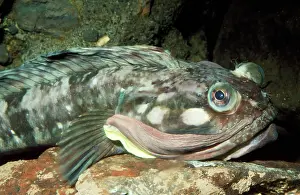 Blanchardi: Sarcastic Fringehead Fish