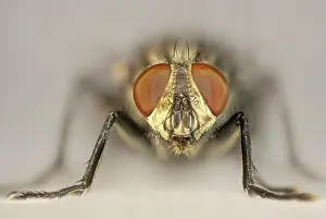 Flesh: Sarcophaga carnaria (Sarcophaga carnaria), portrait