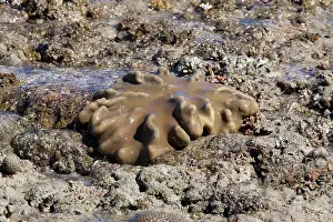 Sarcophyton: Sarcophyton species - One of the soft corals