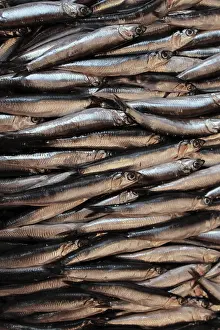 Sardine: Sardines