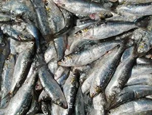 Sardines: Sardines - freshly caught for sale