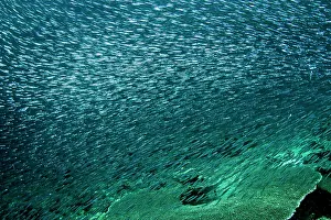 Sardines: Sardines - large tornado shoal