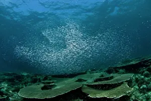 Sardines: Sardines - large tornado shoal over the hard corals
