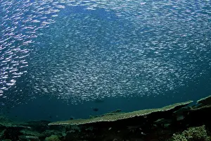 Sardines: Sardines - large tornado shoal over the hard corals