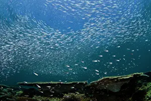 Sardines: Sardines - large tornado shoal over the hard corals
