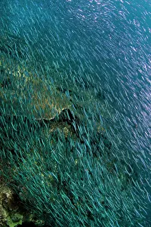 Sardines: Sardines - large tornado shoal over the hard corals