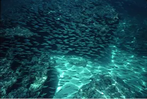 Sardine: SARDINES - shoal
