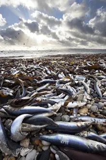 Sardine: Sardines - Washed up on Marazion Beach - Cornwall - UK