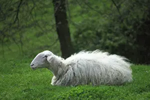 Whites: Sardinian sheep in Casentino - Tuscany