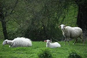 Bedtime: Sardinian sheep herd in Casentino - Tuscany