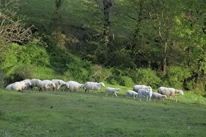 Raise: Sardinian sheep herd in Casentino - Tuscany