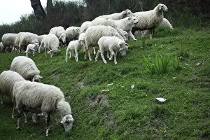Raising: Sardinian sheep herd in Casentino - Tuscany