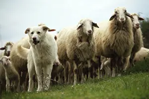 Raising: Sardinian sheep herd in Casentino - Tuscany