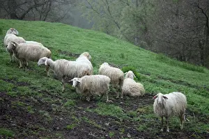 Raising: Sardinian sheep herd in Casentino - Tuscany