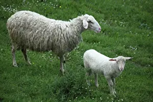 Sardinian: Sardinian sheep and lamb in Casentino - Tuscany