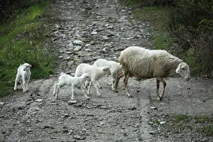 Raising: Sardinian sheep and his lambs in Casentino - Tuscany