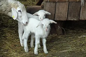Raised: Sardinian sheep and his lambs in Casentino - Tuscany