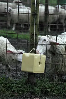 Barriers: Sardinian sheeps licking a salt block - Tuscany