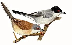 Sardinian: Sardinian Warbler