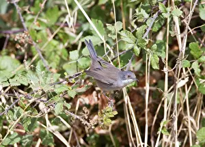 Sardinian: Sardinian Warbler - female