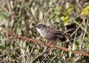 Sardinian: Sardinian Warbler - female