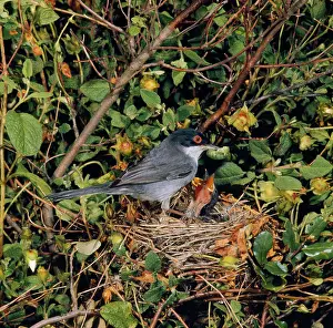Begging: Sardinian Warbler - female at nest feeding young