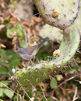 Sardinian: Sardinian Warbler - female perched on Prickly Pear