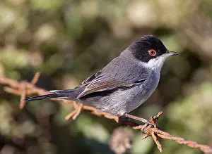 Sardinian: Sardinian Warbler - male