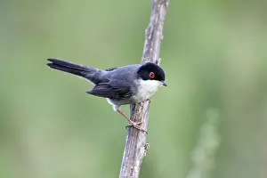 Sardinian: Sardinian Warbler - male perched on branch