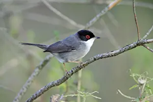 Sardinian: Sardinian Warbler - male perched on branch