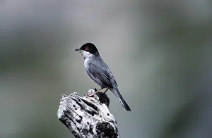 Sardinian: SARDINIAN WARBLER - male, perched on dead branch