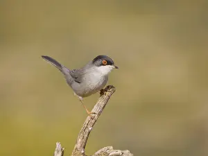 Valencia: Sardinian Warbler - male Sylvia melanocephala Valencia