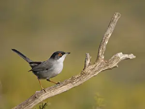 Valencia: Sardinian Warbler - male Sylvia melanocephala Valencia