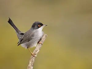 Valencia: Sardinian Warbler - male Sylvia melanocephala Valencia
