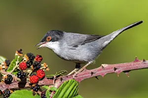 Sardinian: Sardinian Warbler (Sylvia melanocephala) male on