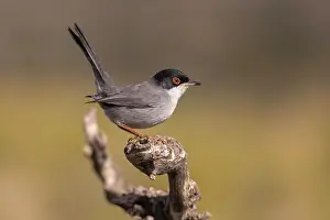Valencia: Sardinian warbler (Sylvia melanocephala), male on