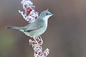 Spinosa: Sardinian Warbler (Sylvia melanocephala), side view