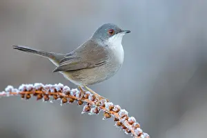 Spinosa: Sardinian Warbler (Sylvia melanocephala), side view