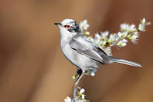 Spinosa: Sardinian Warbler (Sylvia melanocephala), side view