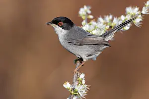 Spinosa: Sardinian Warbler (Sylvia melanocephala), side view
