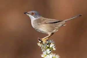 Spinosa: Sardinian Warbler (Sylvia melanocephala), side view