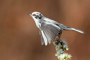 Spinosa: Sardinian Warbler (Sylvia melanocephala), side view