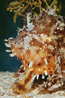 Sargassum: Sargassum Fish