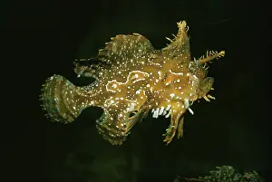 Sargassum: SARGASSUM FISH